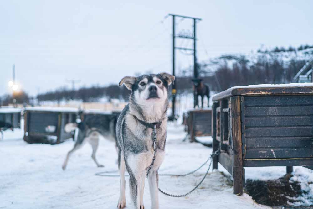 犬ぞり　ノルウェー