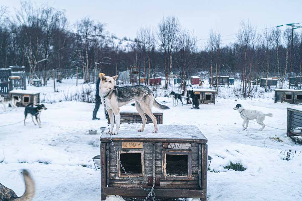 キルケネス　犬ぞり