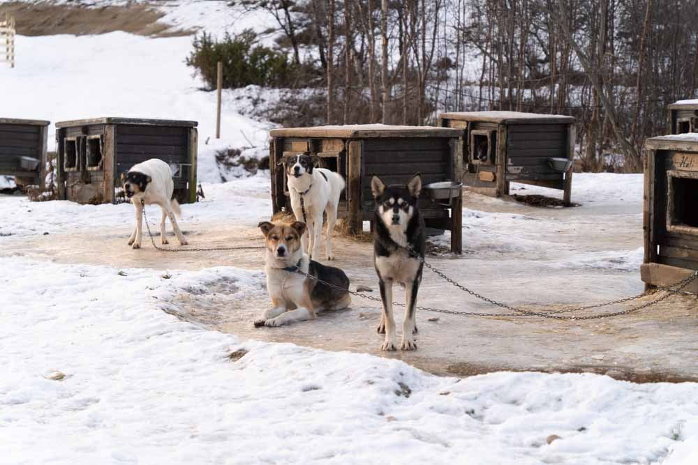 犬ぞり　ノルウェー